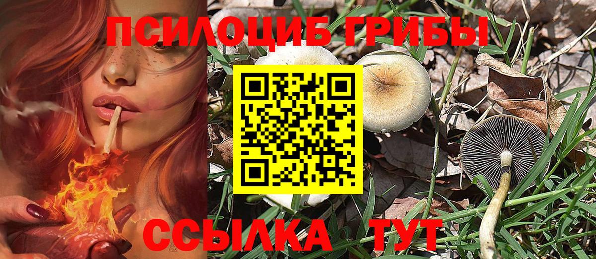 закладка  Унеча  Псилоцибиновые грибы мухоморы 
